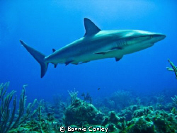 Shark Junction, Grand Bahamas.  Photo taken May 2009 with... by Bonnie Conley 